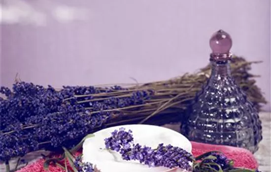 Lavendel, seine vielseitige Anwendung und Pflegehinweise
