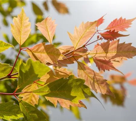 Der herbstliche Garten schön in Form