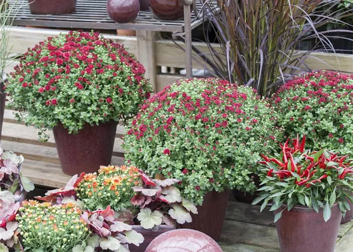 Herbstchrysanthemen