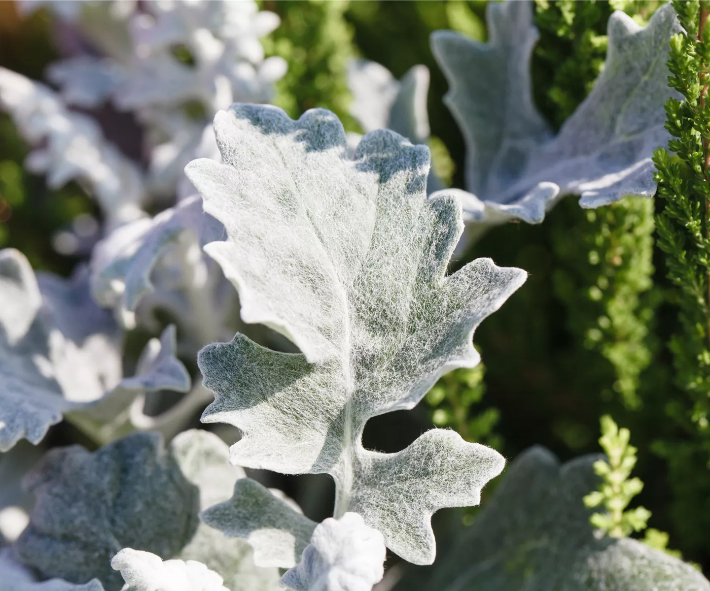 Klimazonen im Garten schaffen