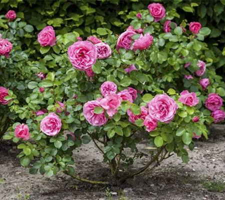 Der Oktober – Pflanzzeit für Rosen