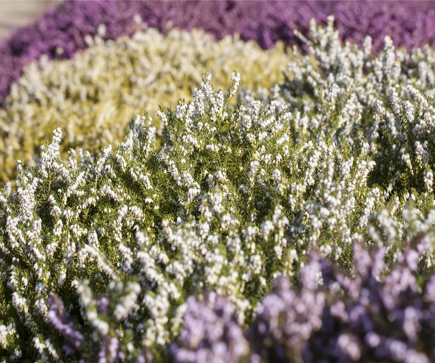 Der Heidegarten: Erholung und Idylle für Zuhause