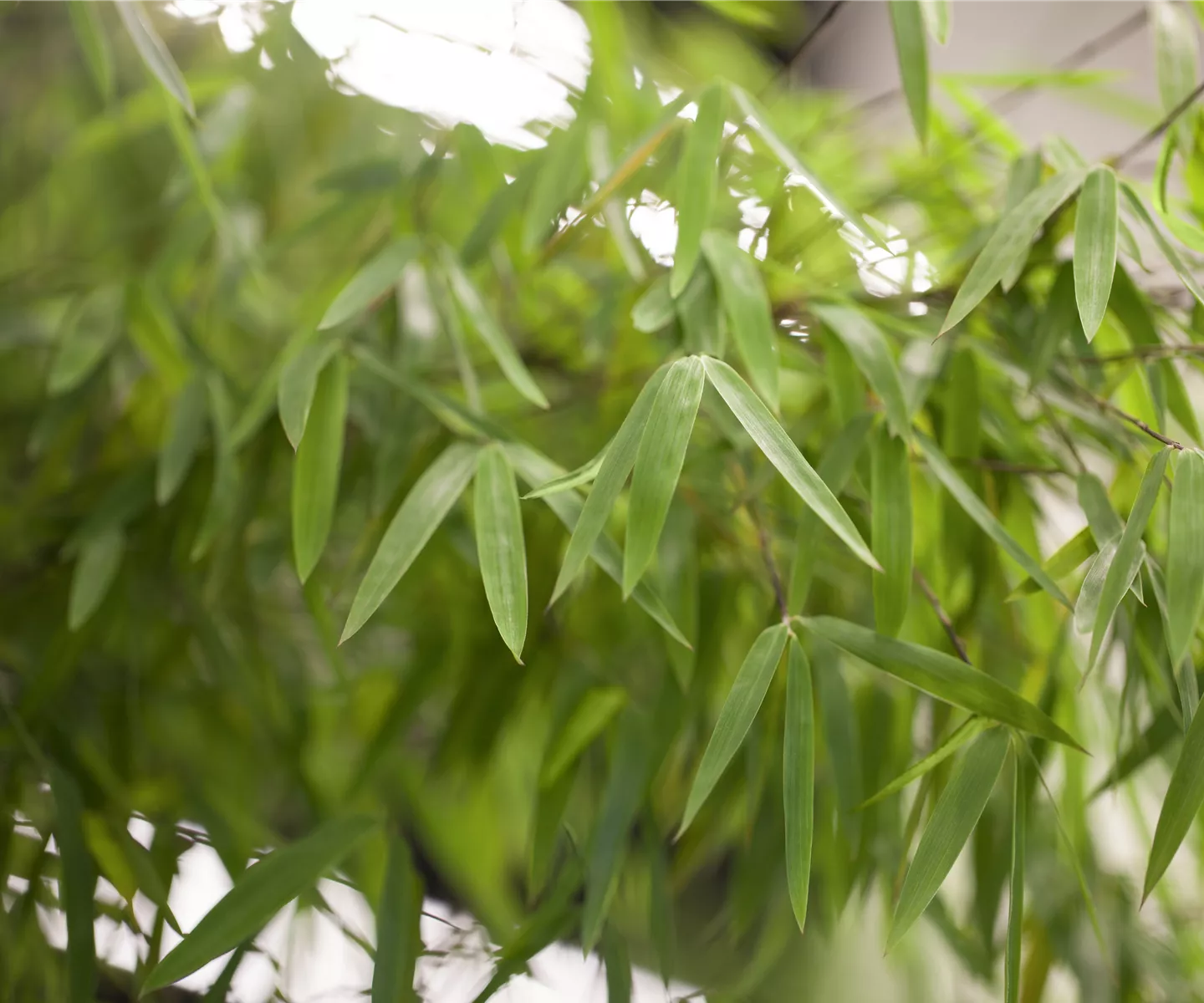 Bambus - der exotische Gartenschmuck