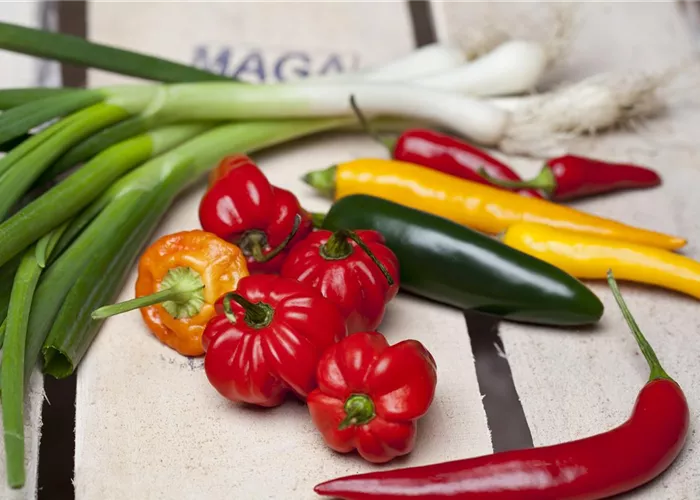 Chili & Paprika: Gemüse des Jahres 2015/16