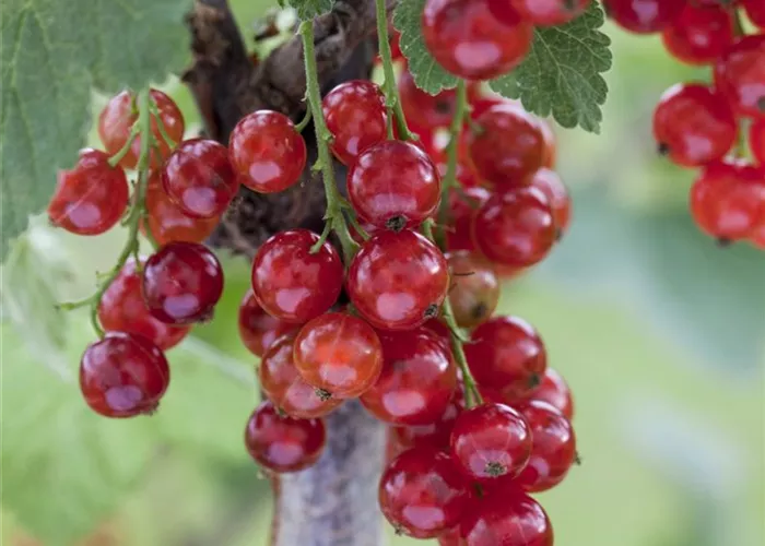 Johannisbeeren vermehren