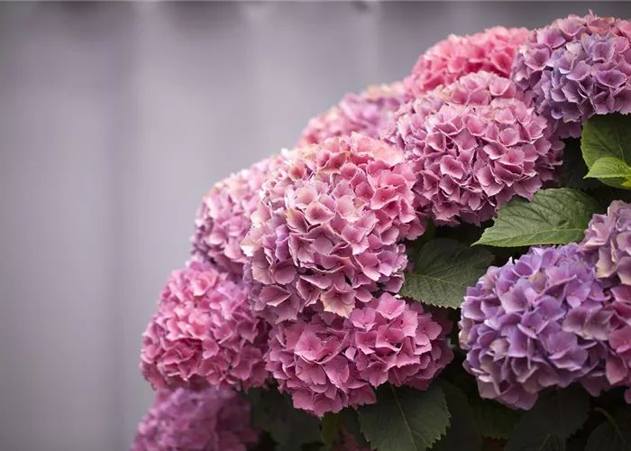 Die Hortensie im Garten