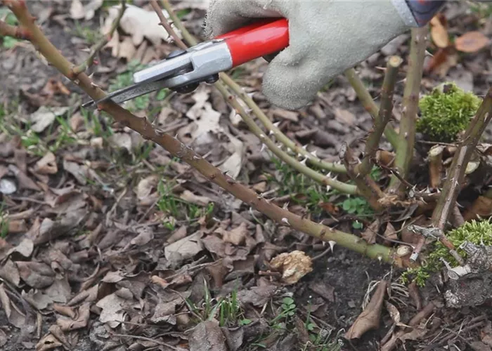 Beetrosen - Zurückschneiden im Frühling