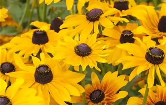 Rudbeckia hirta