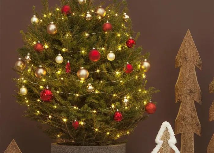 Weihnachtsbaum weiterpflegen