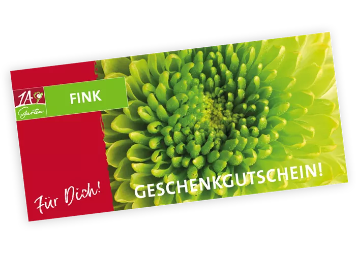 Gutschein Chrysantheme