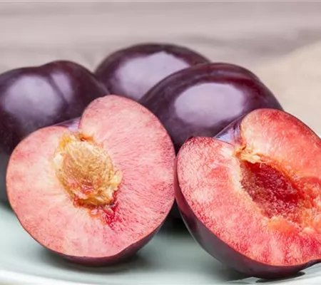 Obstgehölze – Spaß für Groß und Klein
