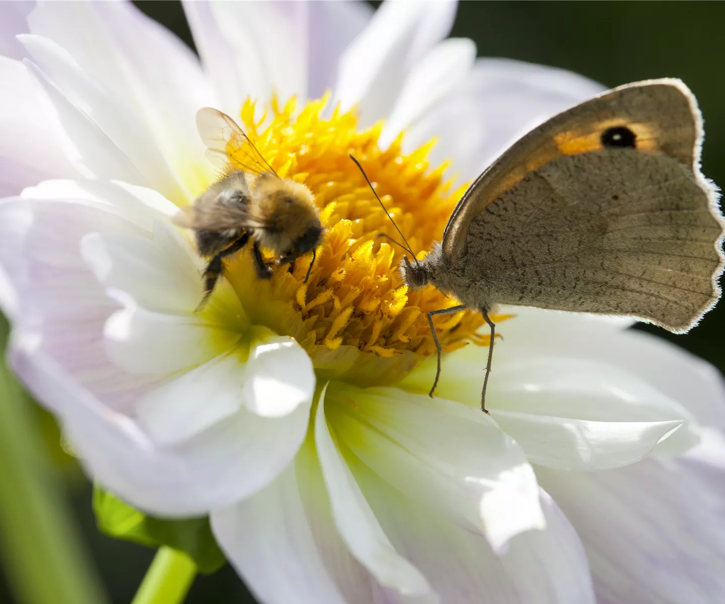 Bienenfreundliche Sommerblumen