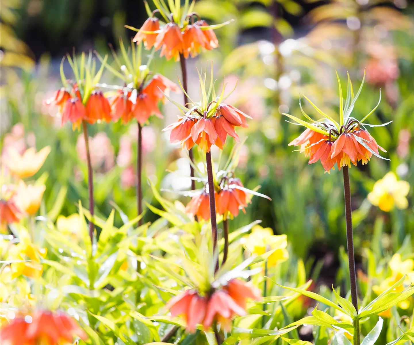 Zwiebeln, Knollen und Co.