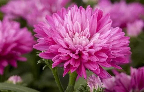 Aster novi-belgii