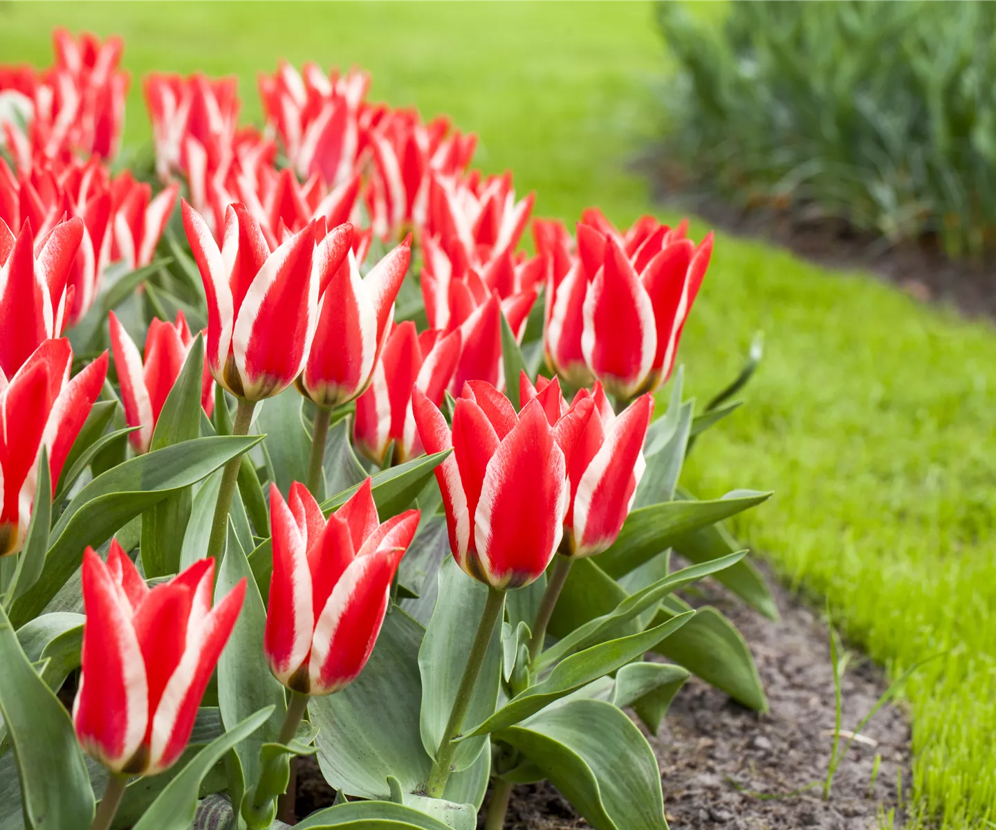 So bekommen Sie einen englischen Rasen