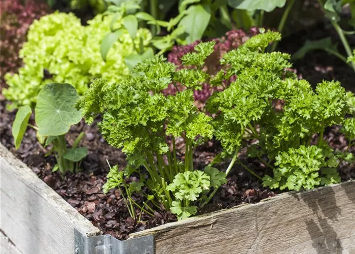 Das DIY-Hochbeet: nützlich, modern und super praktisch