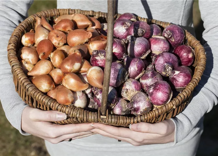 Kontrolle von eingelagerten Zwiebeln und Knollen
