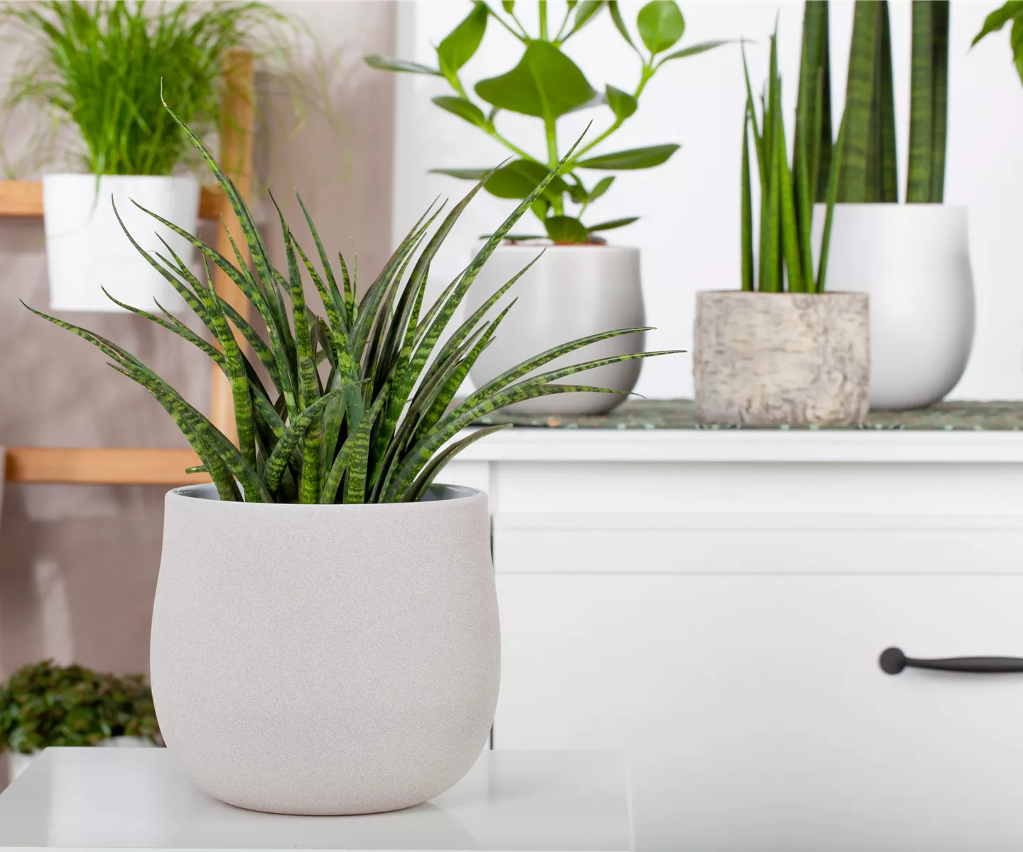 Zimmerpflanzen können mehr als nur gut aussehen