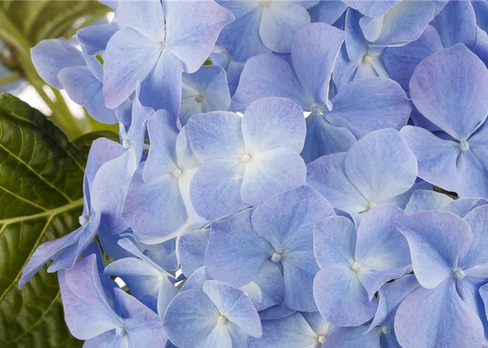 Blaue Hortensien