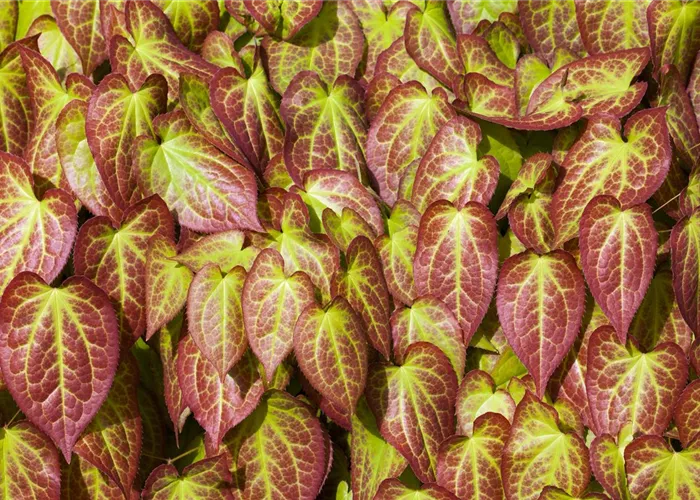 Elfenblume verjüngen