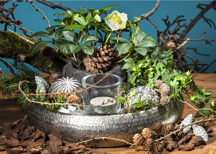 Schöne Pflanzen als Weihnachtsgeschenk