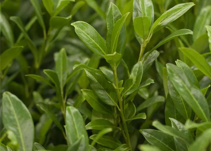 Sortenwahl beim Kirschlorbeer