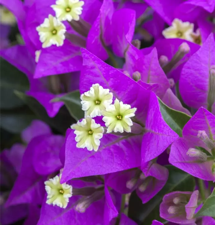 Drillingsblume