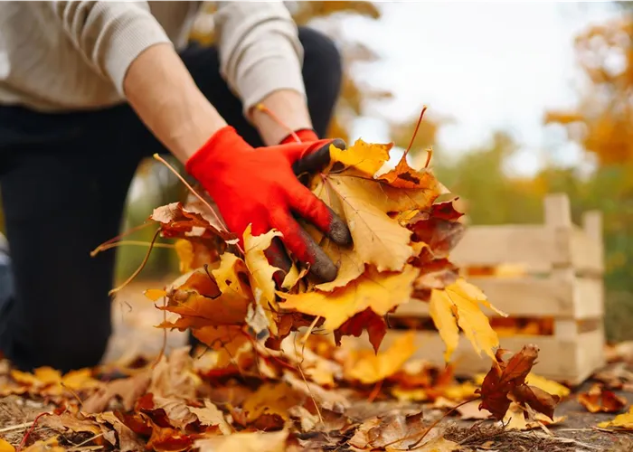Pflegetipp Oktober: Mit Laub und Liebe in den Garten-Herbst