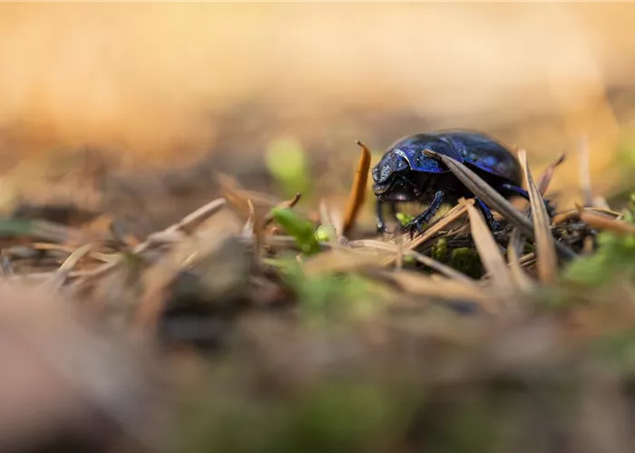 Ökologisch gärtnern