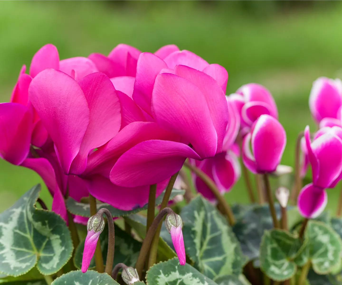 Alpenveilchen: Drinnen und draußen