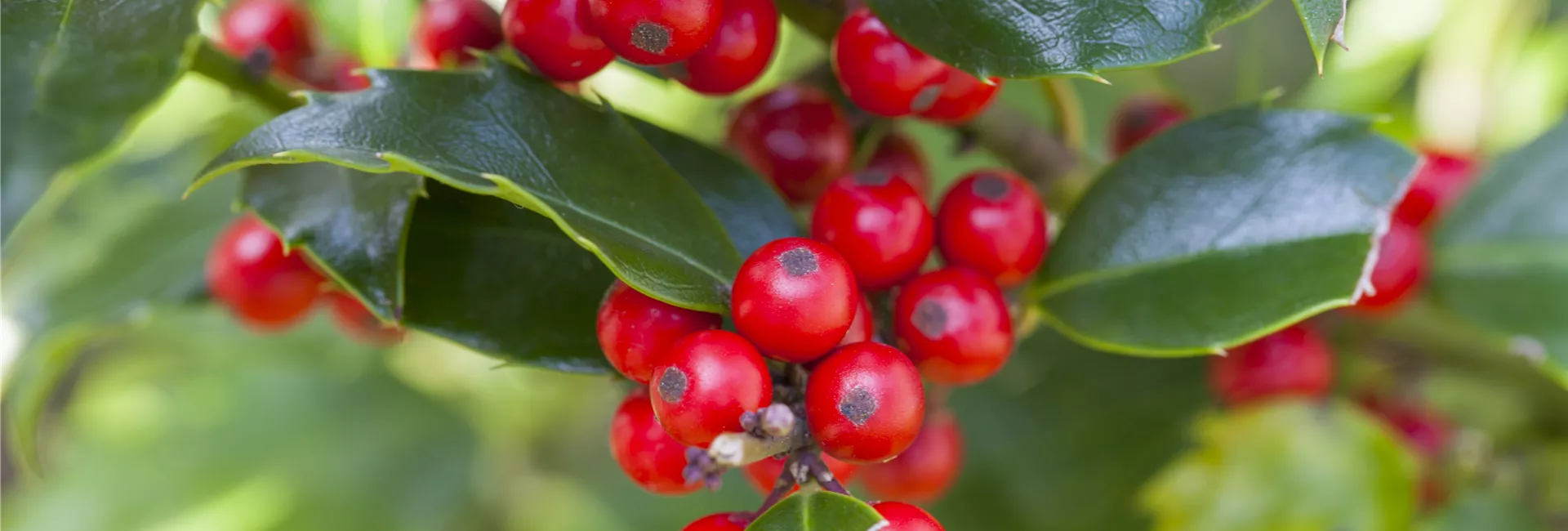 Die Top 8 der Winterblumen 1A Garten Fink Die Top 8 der Winterblumen 1A Garten Fink